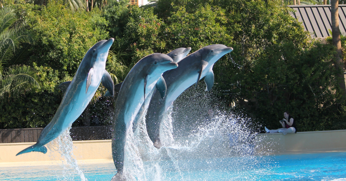 Dubai Dolphinarium (1)