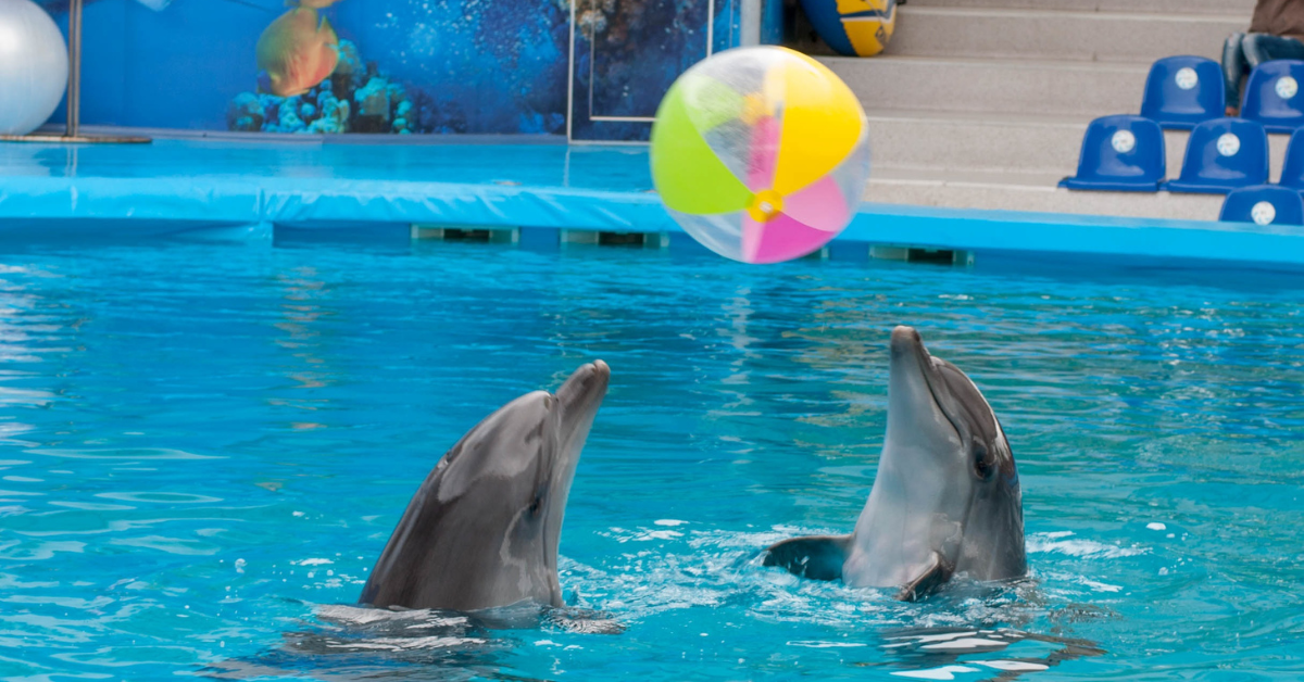 Dubai Dolphinarium