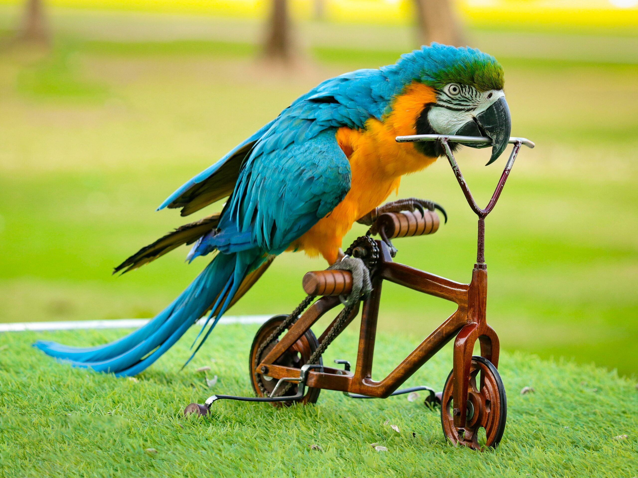 creek park bird show