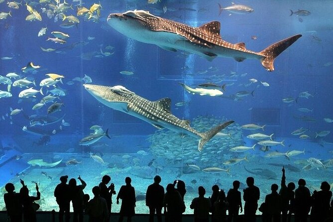 Top 10 Family Friendly Activities in Dubai: Fun for Kids and Adults 11 Aquarium
